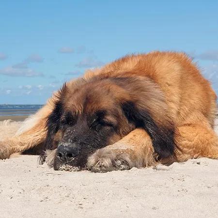 アパート Aufwind Ii Haushaelfte Fuhlendorf